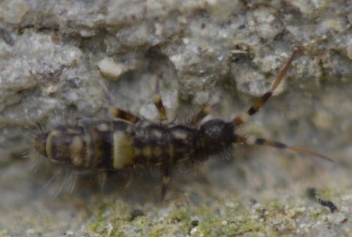Orchesella cincta